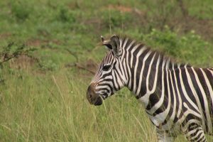 18 Days Uganda Holiday Safari Expedition