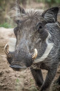 Warthogs