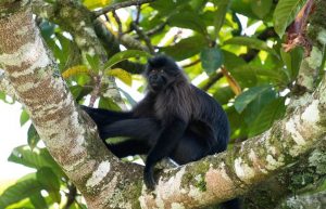 Grey-cheeked Mangabey is a dark monkey