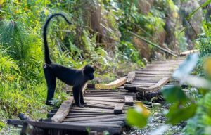 The grey-cheeked mangabey is a dark monkey