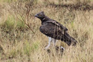 Martial Eagle with a Kill in Ishasha