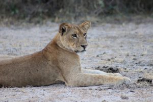 3 days Murchison Falls Safari Tour Lion in Murchison Falls