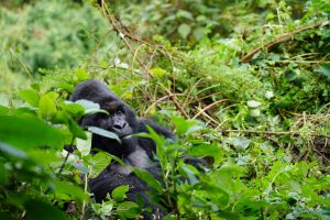 9-días-chimpancé-gorilas-monos-dorados-y-árbol-leones-uganda/