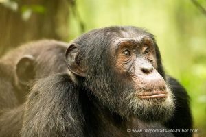 7 Days Mid Range Safari Uganda for Primates