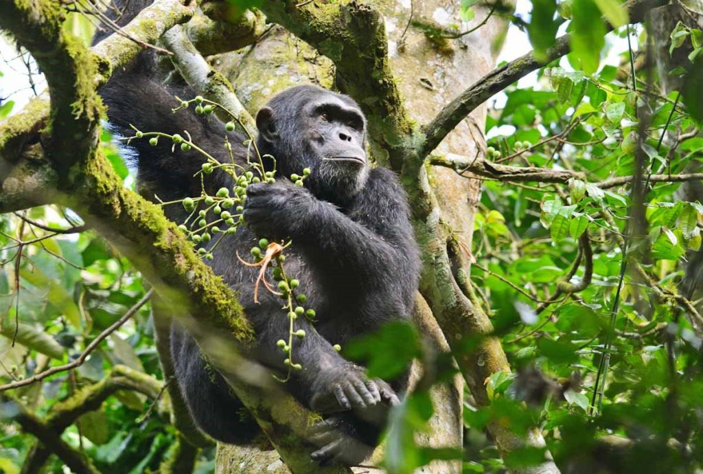 gorilla uganda Safaris