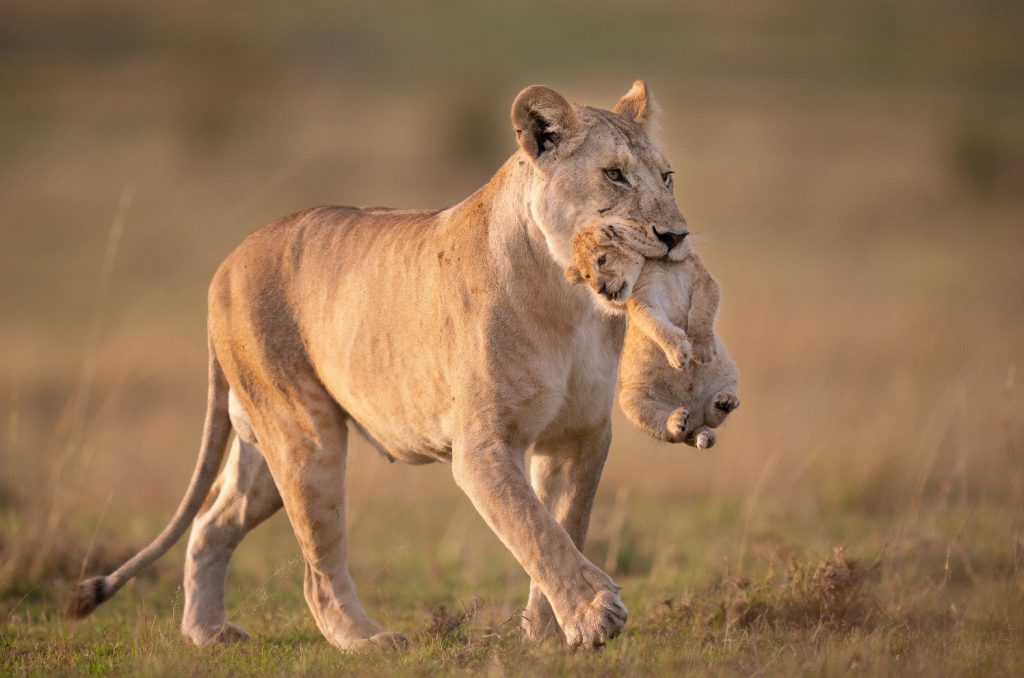 Breeding lions in Africa Lion and Cub Mother Care and Love
