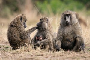 Wild Baboons in a Group Uganda 7 Days Flying Gorilla and wildlife safari