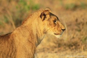 5 days Jinja Tour and Wildlife Safari Game drive in Murchison Falls with a Younger male Lion