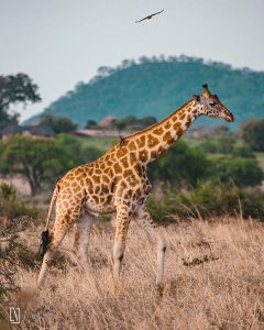 7 Days Wildlife Safari to Murchison Falls and Kidepo Valley Park