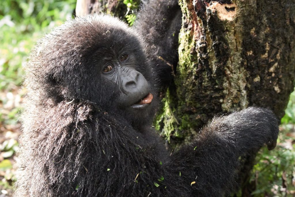 gorilla uganda Safaris