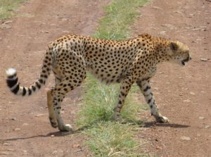 How do you tell the difference between a leopard cheetah and jaguar?
