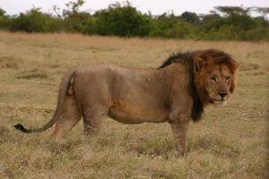 Kenya have massively promoted the opportunity of having a 3 days masai mara safari so as to meet fleet and enjoy the best world's african safari