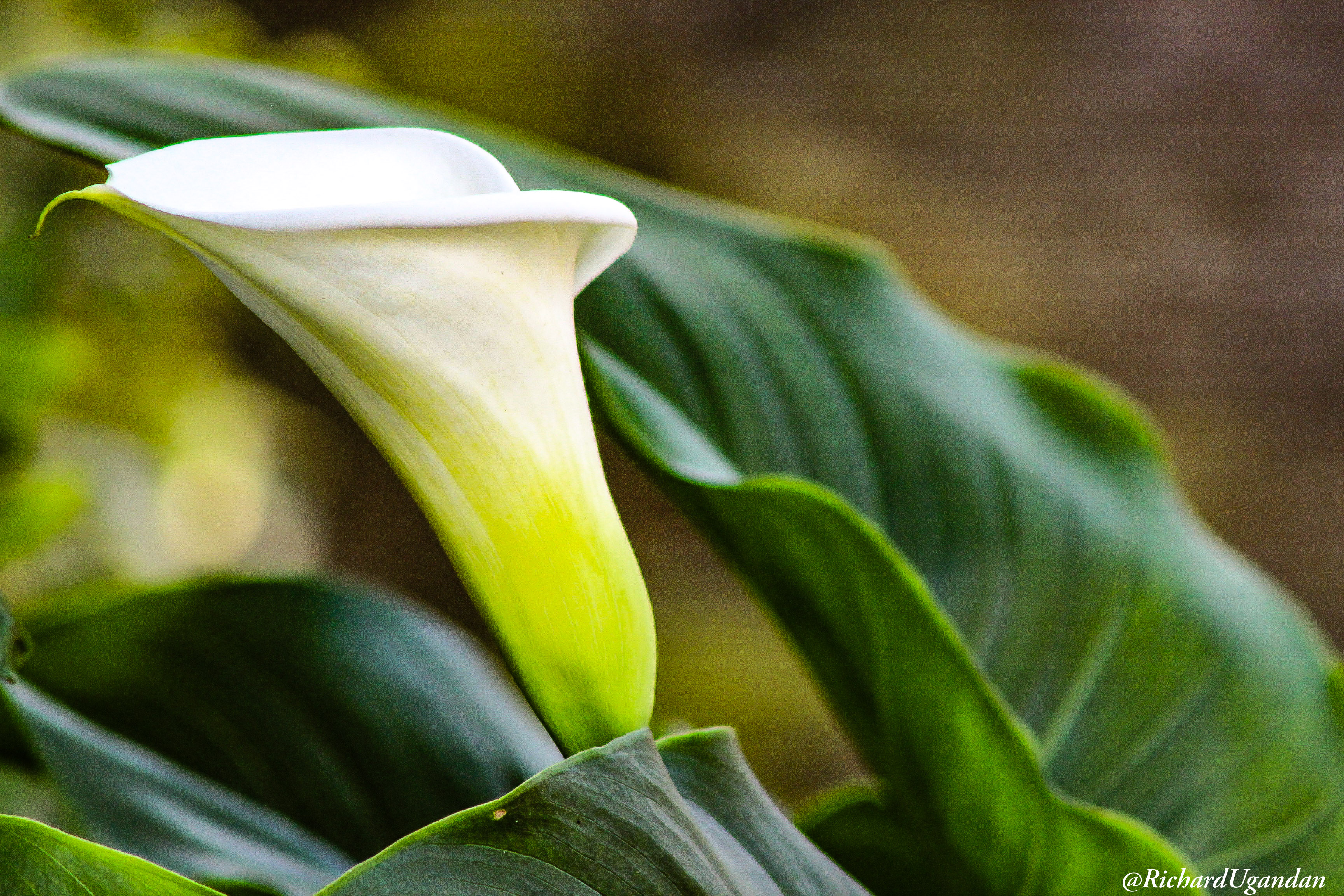 Calla lilies or Arum Lilies