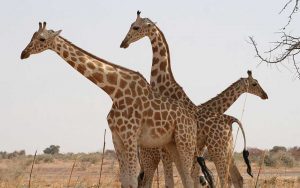 endangered Rothschild’s giraffe among a wide variety of game