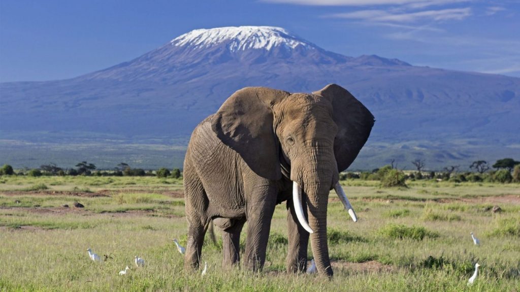 African Elephants a large Mammal on Earth are Widely spread in Uganda Parks.