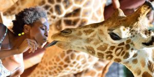 Visiting the Nairobi Safari and a Giraffe Conservation Centre