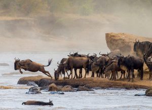 8 Days Luxury Wildlife Safari Kenya