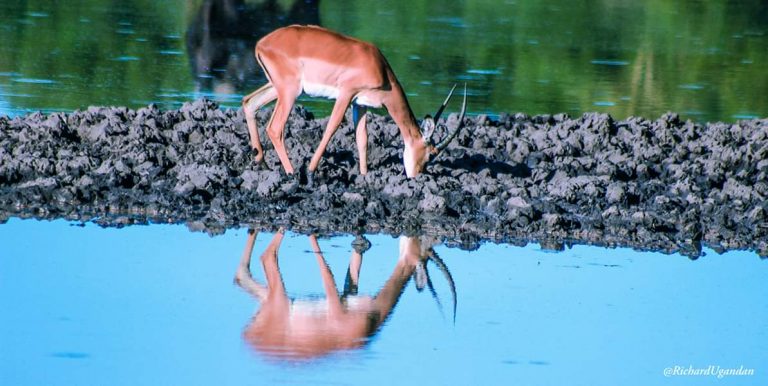 Advantages of having water holes in the national parks