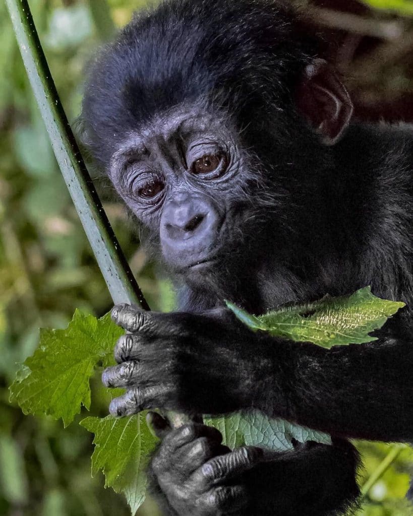 Gorillas Share Over 98% Same DNA as Humans