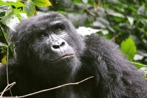 שימפנזה-ו-גורילה-ספארי / Best גורילה טרקים ספארי באוגנדה & רואנדה