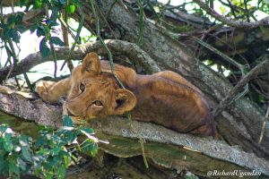 10-days-primates-tour-in-uganda/
