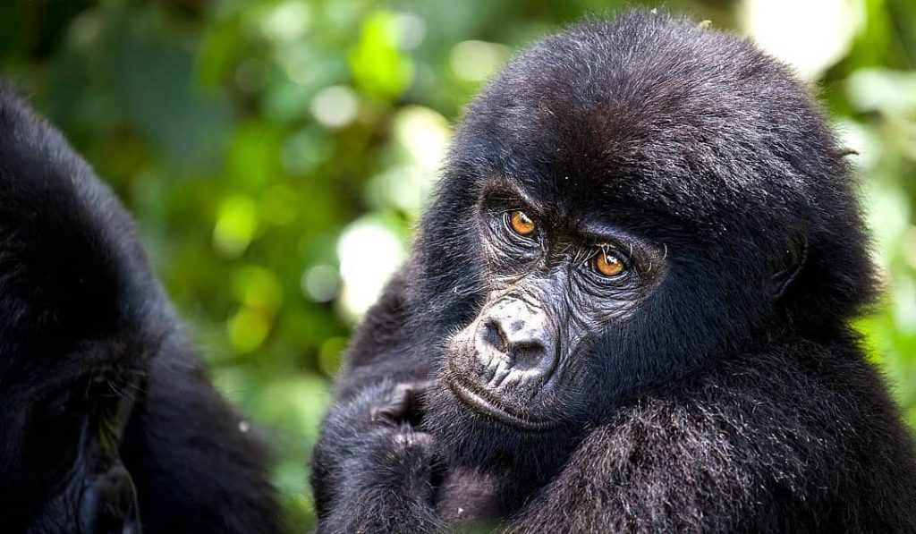 5 Reasons to Visit Rwanda Right Now Best Gorilla Trekking Safaris in Uganda & Rwanda