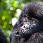 Best Gorilla Trekking Safaris in Uganda & Rwanda