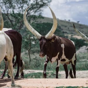 The Ankole Long horn Cow