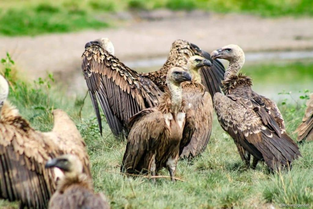 A Brief Note about Vultures in Uganda