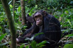 7-días-uganda-primate-midrange-safari/