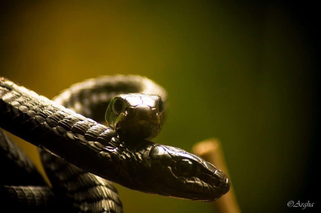 A look at some of the Most Poisonous Snakes we have in Uganda