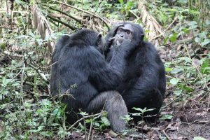 How do Chimpanzees Behave ?