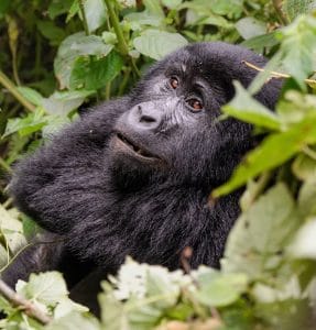 Fly from South Africa Trek Gorillas Chimpanzees in Uganda Rwanda