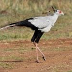 Some of the strongest birds found in Africa