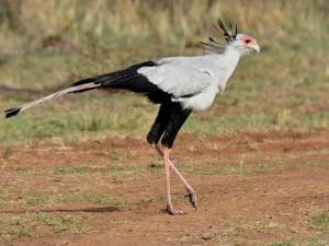 Things to know about the Secretary Bird