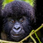 Did you know a Luxury Gorilla Safari in Uganda is Right for you!