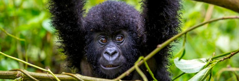 Did you know a Luxury Gorilla Safari in Uganda is Right for you!