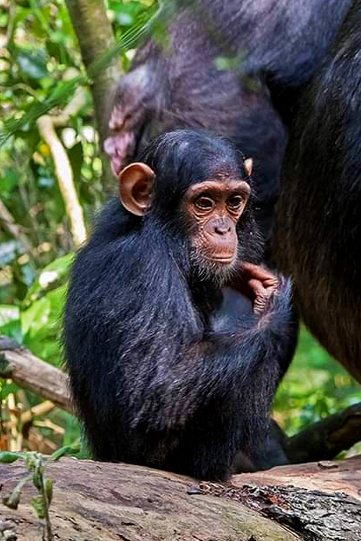 chimpanzees-in-kibale-forest