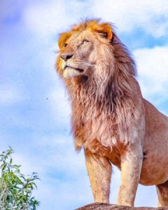 26 Days Uganda Kenya Photography Wildlife and Cultural Tour