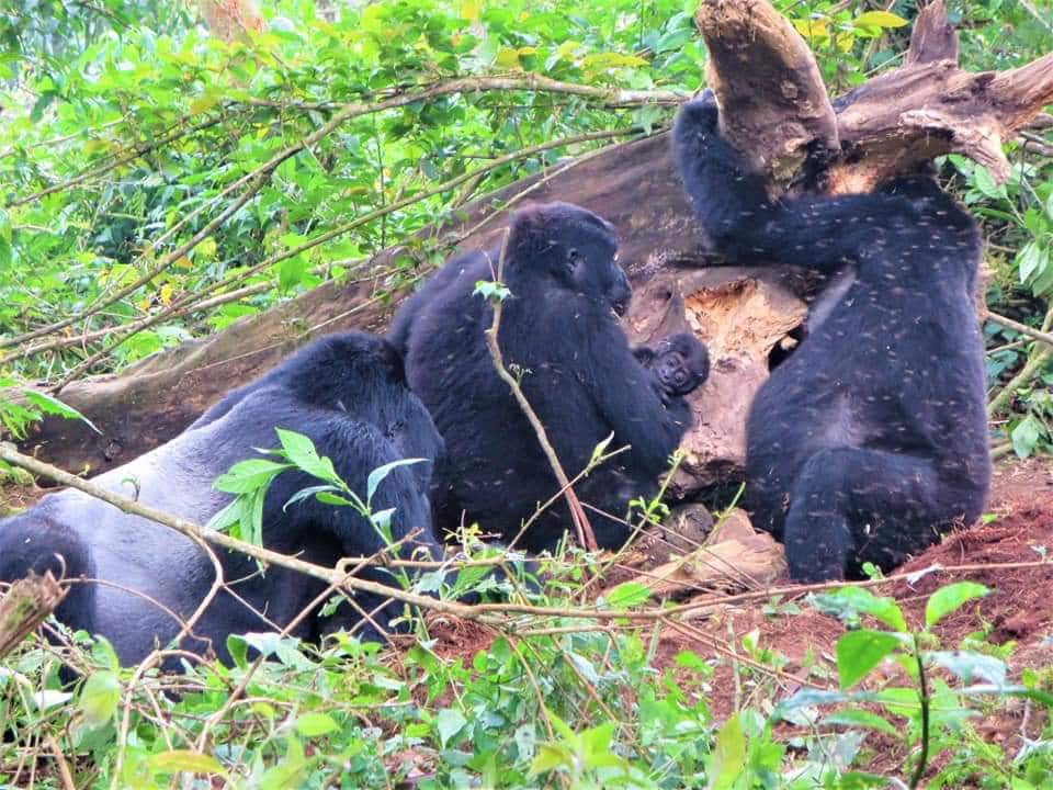 Why the Animals (Gorillas) eat decayed Wood and Lick Tree Stumps