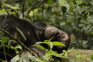 Chimpanzee Tracking Safaris - Chimp Trekking in Uganda