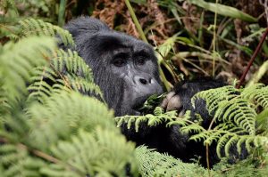Best Gorilla Trekking Safaris in Uganda & Rwanda