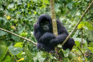 4 Days Rwanda Golden Monkey and Gorilla Safari