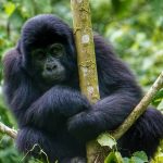 mountain-gorilla-trekking-in-bwindi-forest