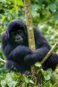 is Gorilla Trekking good for Conservation?