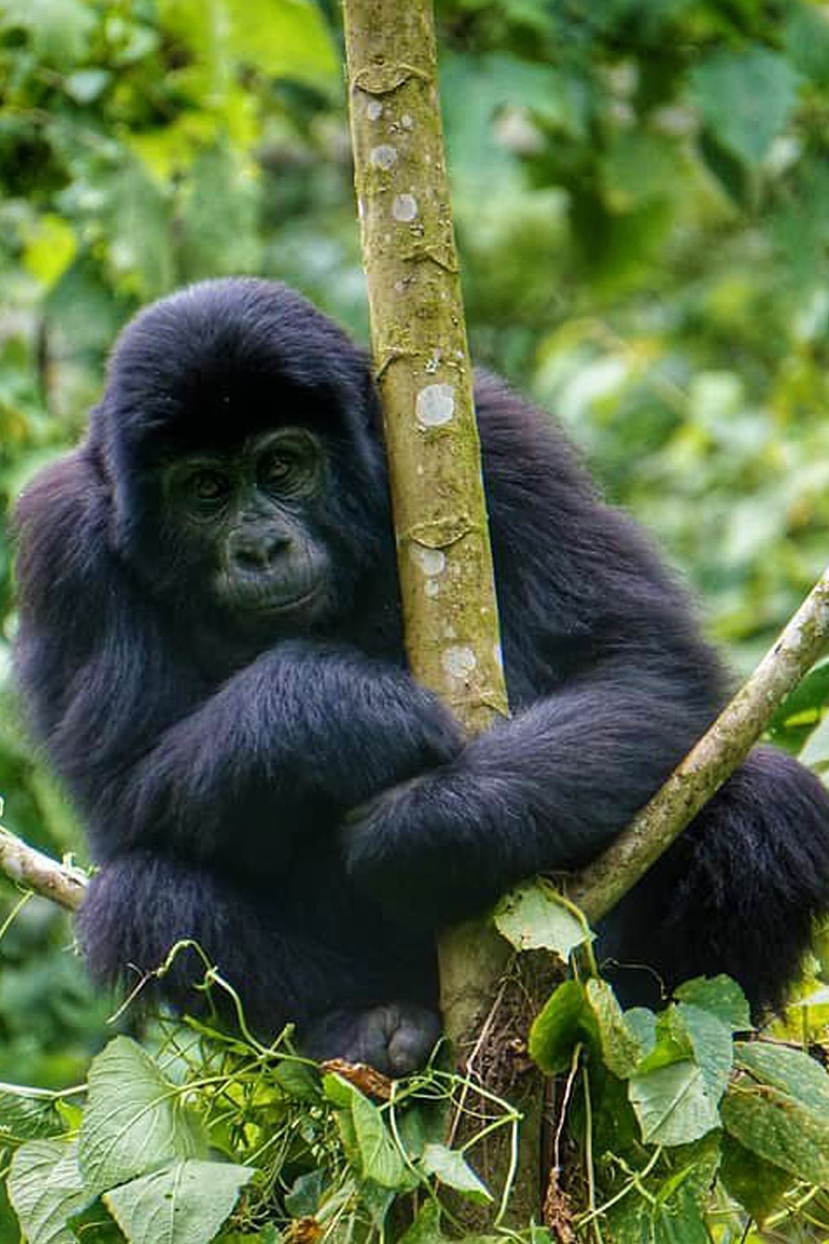 mountain-gorilla-trekking-in-bwindi-forest