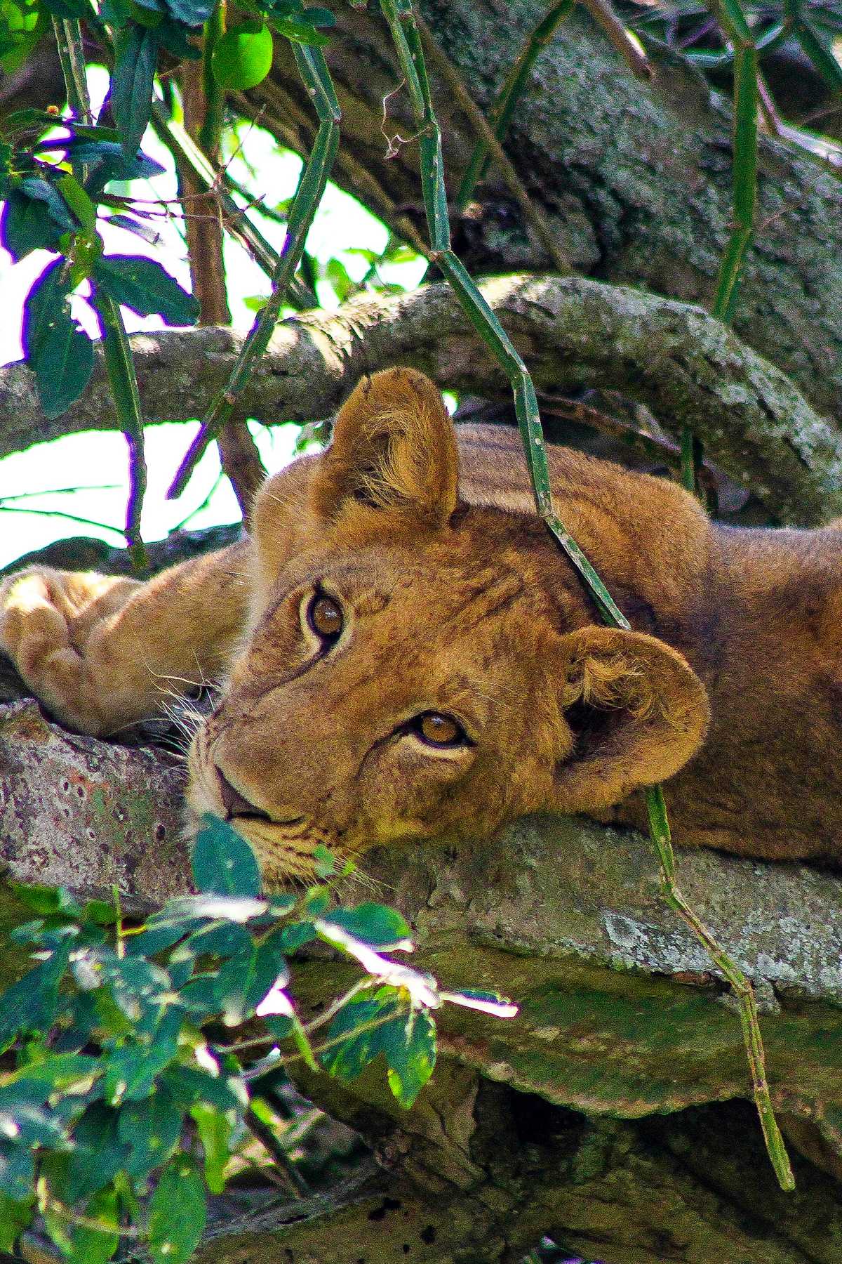 tree-ishasha-lions-in-queen-elizabeth-national-park
