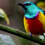 Uganda Birding Safaris - Bird Watching Tours Uganda & Rwanda
