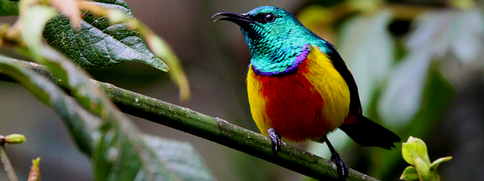 Uganda Birding Safaris - Bird Watching Tours Uganda & Rwanda