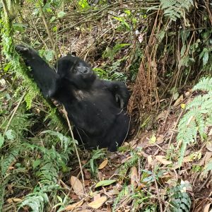 Best Company for Gorilla Trekking in Uganda, Rwanda and Africa